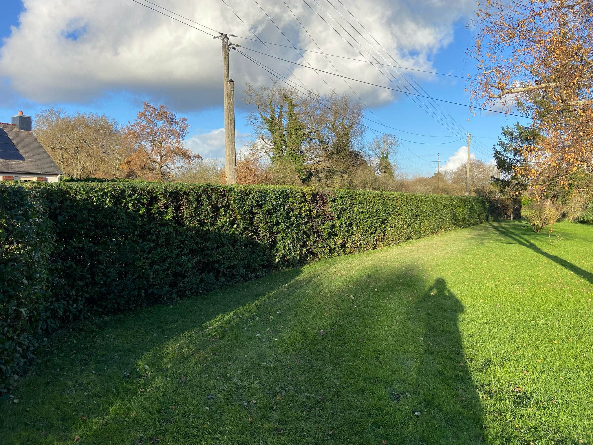 Taille de haie à Angers par Moreau Paysage