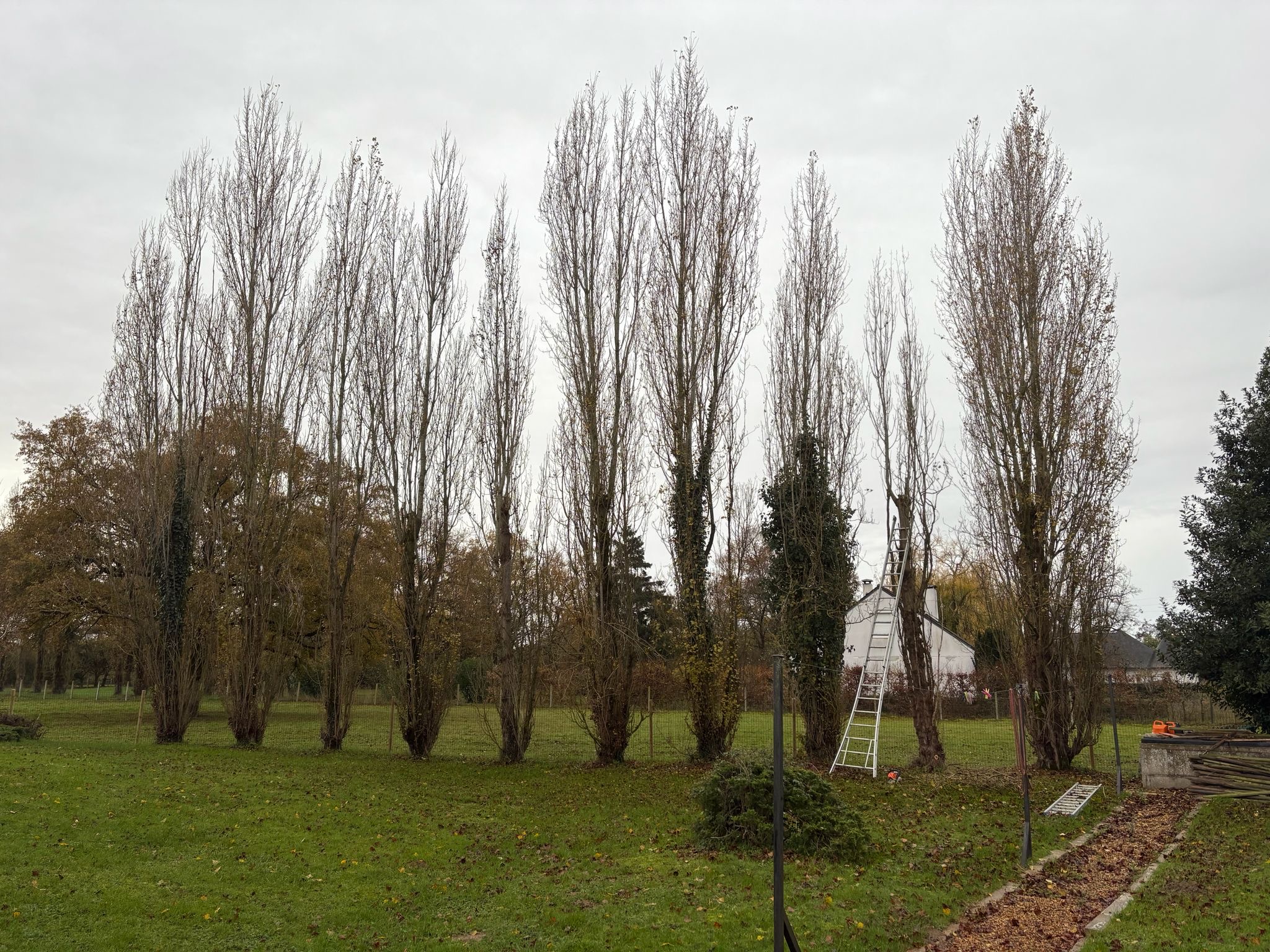 Élagage d'arbre à Angers par Moreau Paysage
