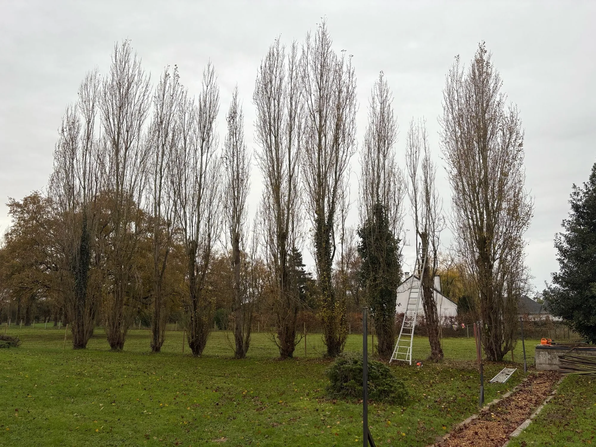 Élagage d'arbre à Angers par Moreau Paysage