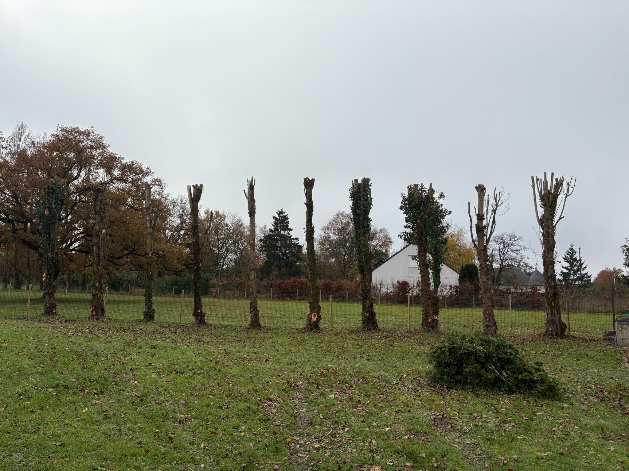 Élagage en Anjou Moreau Paysage